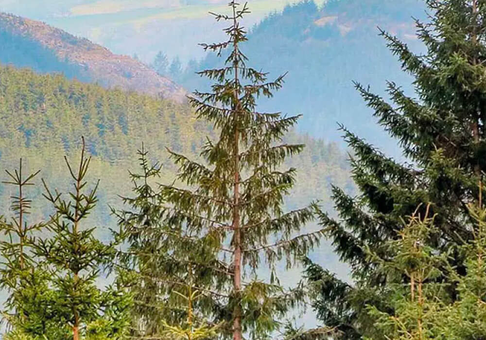 View of trees and a large forest in the distance behind