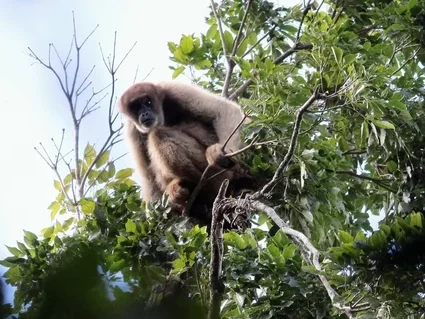 Muriqui in Brazilian Rainforest