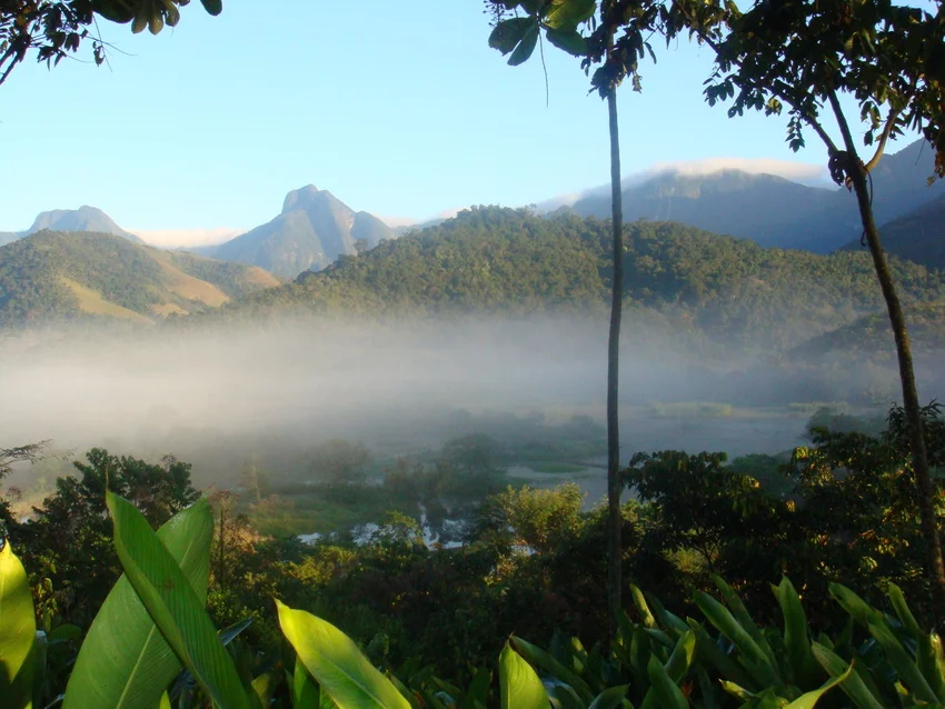 Brazil Rainforest Landscape