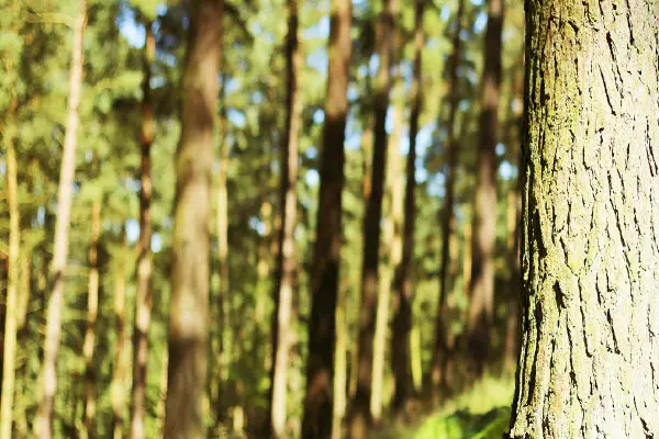 Close up of tree bark